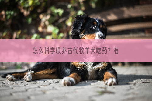 怎么科学喂养古代牧羊犬吃药？有两大方法