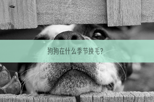 狗狗在什么季节换毛？