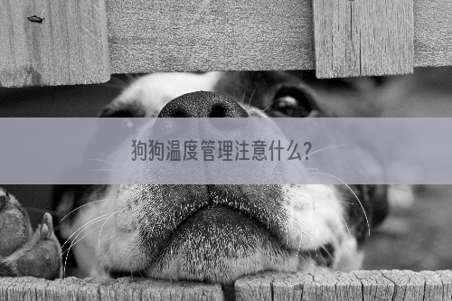 狗狗温度管理注意什么？