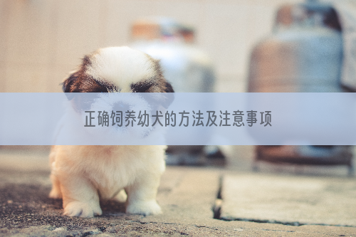 正确饲养幼犬的方法及注意事项