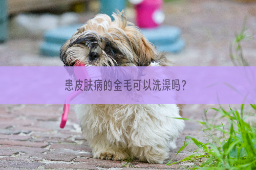 患皮肤病的金毛可以洗澡吗？