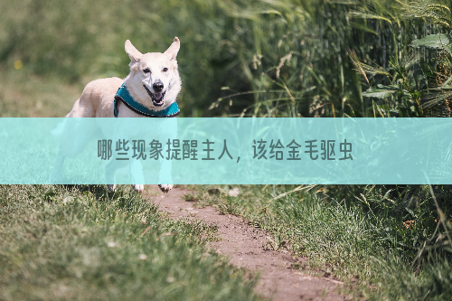 哪些现象提醒主人，该给金毛驱虫了！