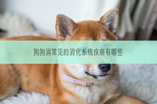 狗狗消常见的消化系统疾病有哪些？怎么预防？