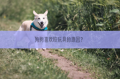 狗狗喜欢咬玩具的原因？