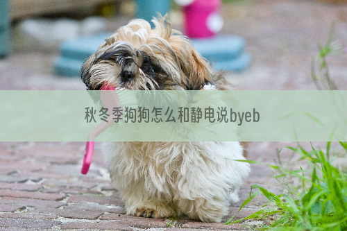 秋冬季狗狗怎么和静电说byebye