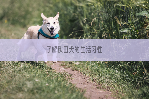 了解秋田犬的生活习性