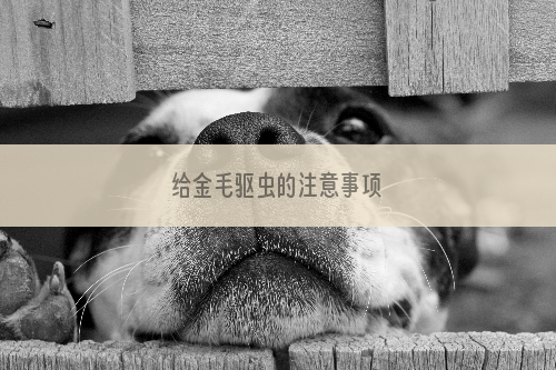给金毛驱虫的注意事项