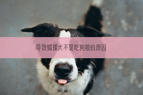 导致蝴蝶犬不爱吃狗粮的原因