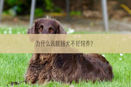 为什么说腊肠犬不好饲养？