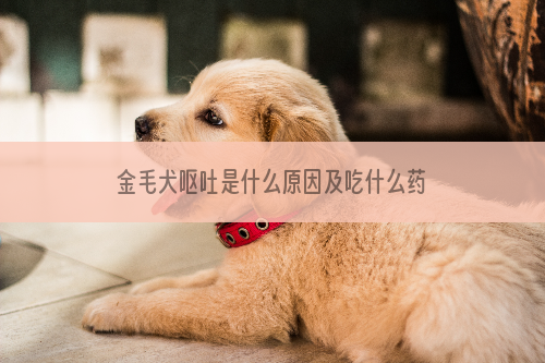 金毛犬呕吐是什么原因及吃什么药
