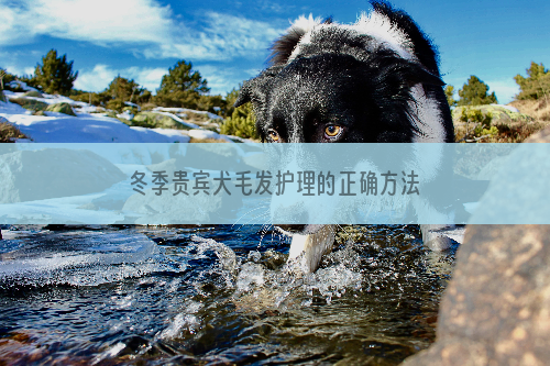 冬季贵宾犬毛发护理的正确方法