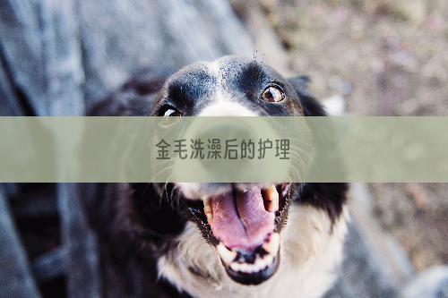 金毛洗澡后的护理