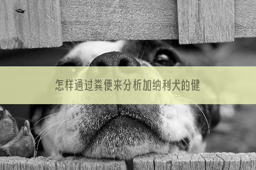 怎样通过粪便来分析加纳利犬的健康?