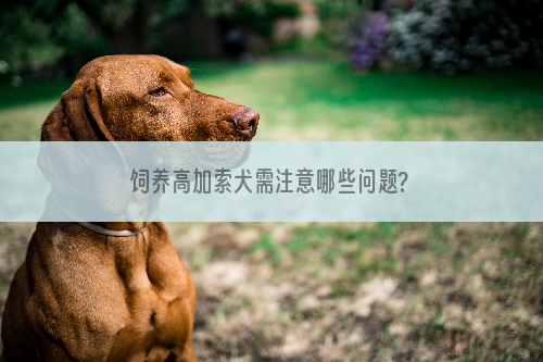 饲养高加索犬需注意哪些问题?