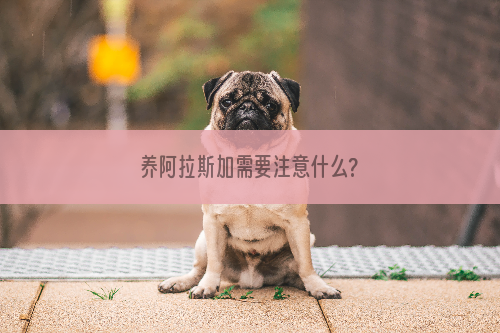 养阿拉斯加需要注意什么?