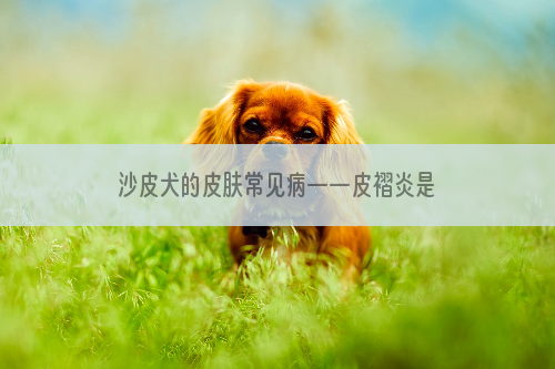 沙皮犬的皮肤常见病——皮褶炎是啥?