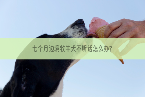 七个月边境牧羊犬不听话怎么办?