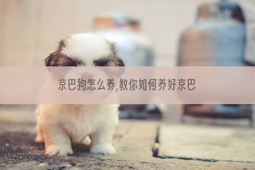 京巴狗怎么养,教你如何养好京巴犬