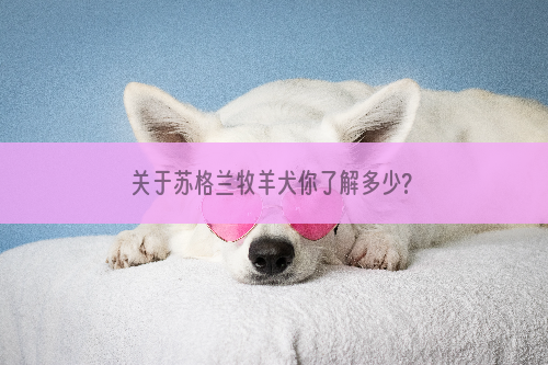 关于苏格兰牧羊犬你了解多少?