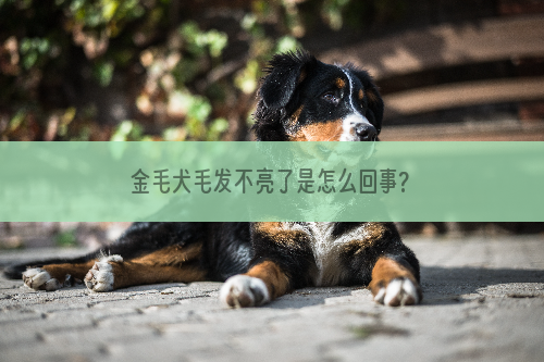 金毛犬毛发不亮了是怎么回事?