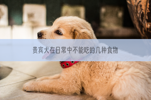 贵宾犬在日常中不能吃的几种食物