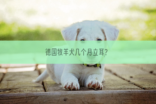德国牧羊犬几个月立耳？
