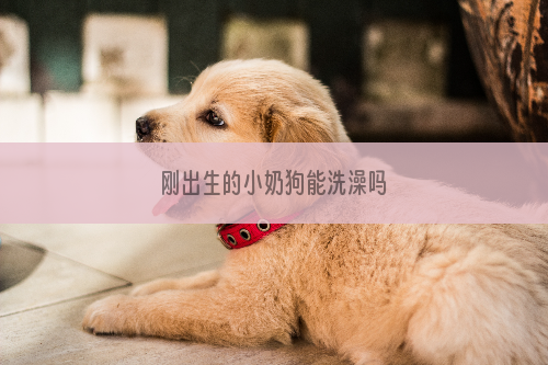 刚出生的小奶狗能洗澡吗