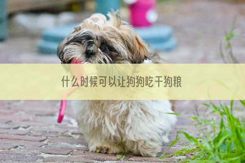 什么时候可以让狗狗吃干狗粮