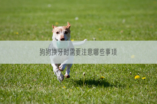 狗狗换牙时需要注意哪些事项