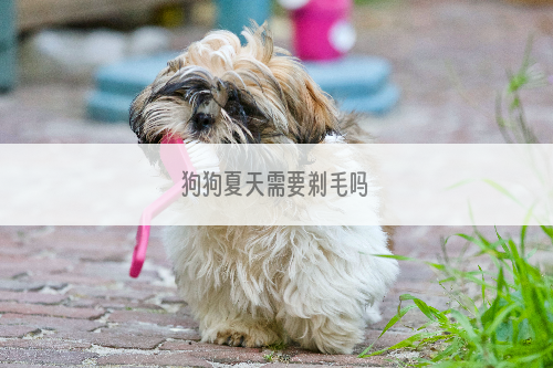 狗狗夏天需要剃毛吗