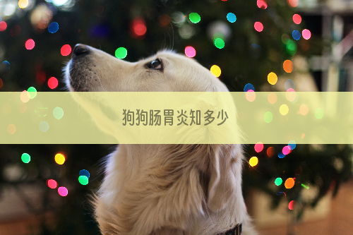 狗狗肠胃炎知多少