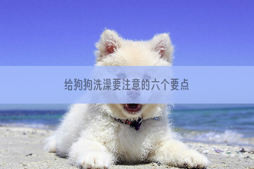 给狗狗洗澡要注意的六个要点