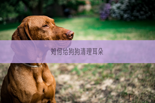 如何给狗狗清理耳朵