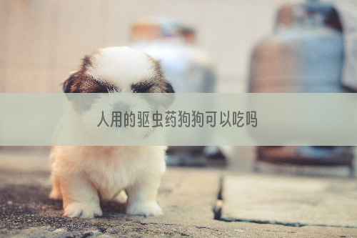 人用的驱虫药狗狗可以吃吗