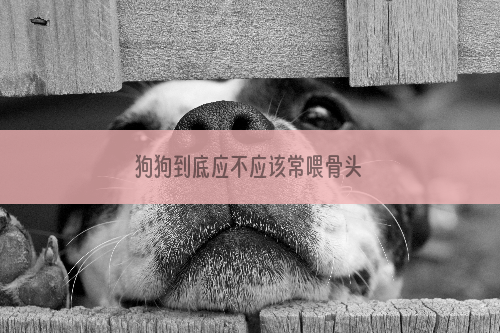 狗狗到底应不应该常喂骨头