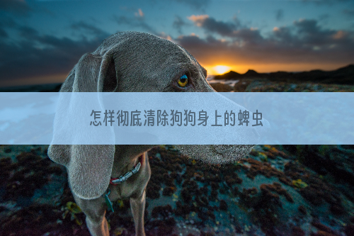 怎样彻底清除狗狗身上的蜱虫
