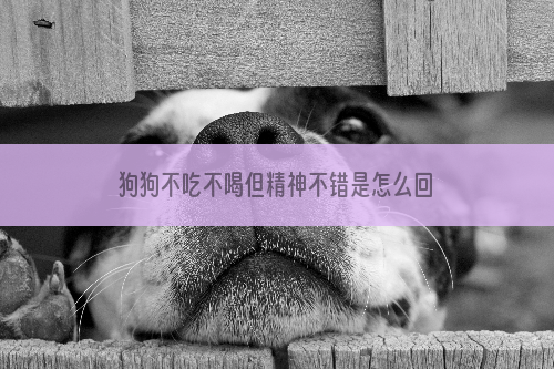 狗狗不吃不喝但精神不错是怎么回事