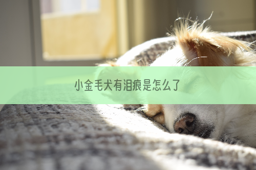 小金毛犬有泪痕是怎么了