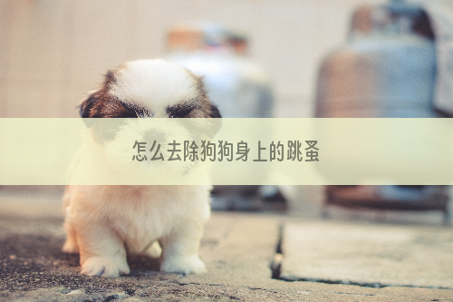 怎么去除狗狗身上的跳蚤
