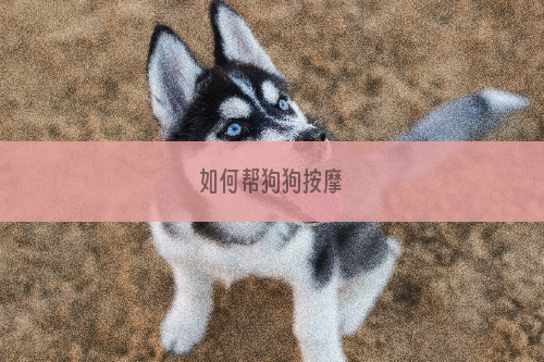 如何帮狗狗按摩