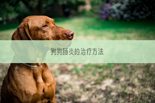 狗狗肠炎的治疗方法