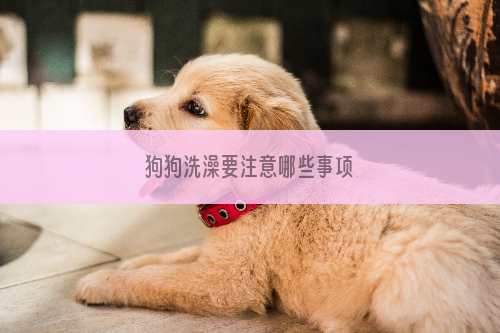 狗狗洗澡要注意哪些事项