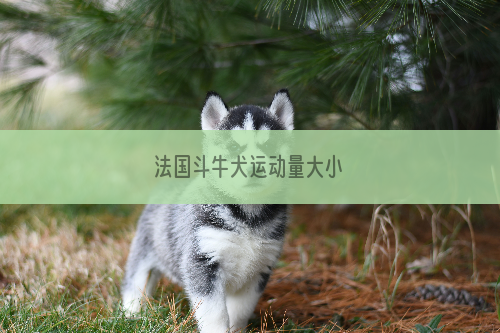 法国斗牛犬运动量大小