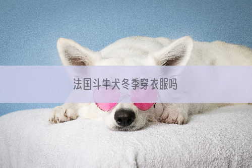 法国斗牛犬冬季穿衣服吗