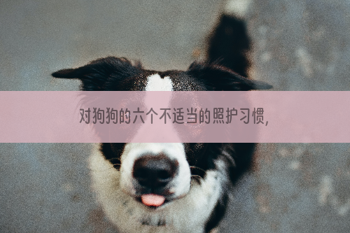 对狗狗的六个不适当的照护习惯,你有吗