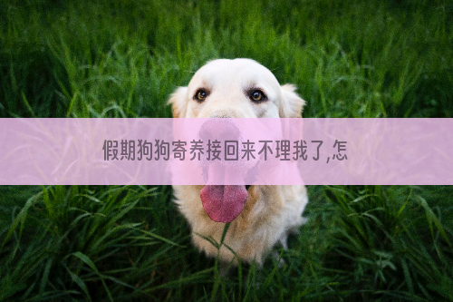 假期狗狗寄养接回来不理我了,怎么办
