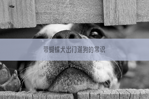 带蝴蝶犬出门遛狗的常识