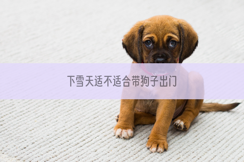 下雪天适不适合带狗子出门
