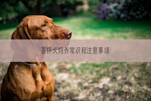 茶杯犬饲养常识和注意事项