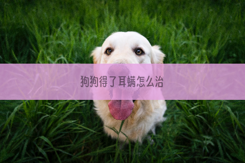 狗狗得了耳螨怎么治